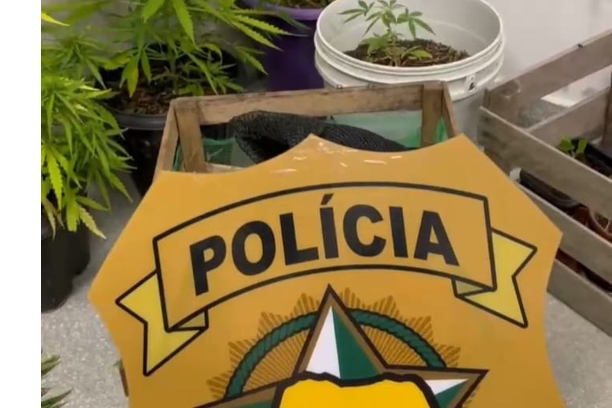 Polícia Civil apreende dez pés de maconha no interior do RN
