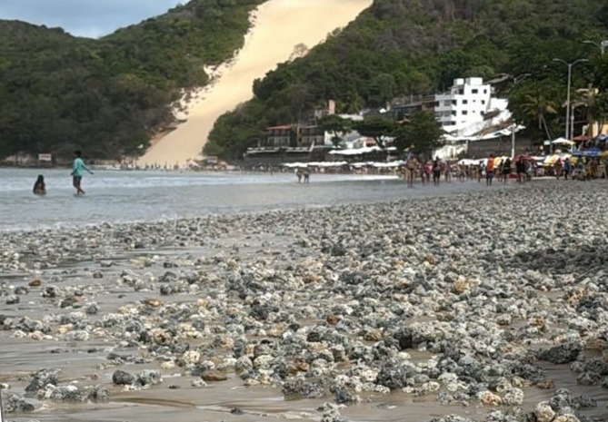 Prefeitura de Natal explica o que são os “rodolitos” que têm aparecido na orla de Ponta Negra