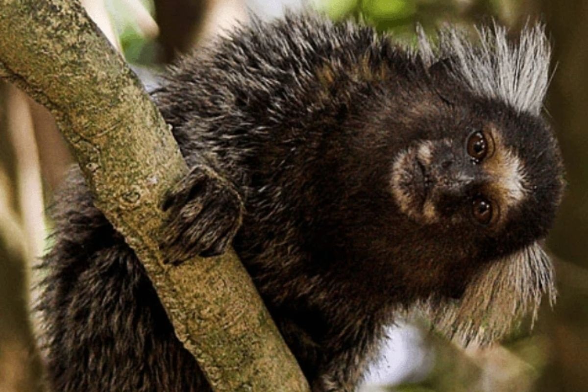 Mulher é diagnosticada com raiva humana após ser atacada por um sagui em Pernambuco