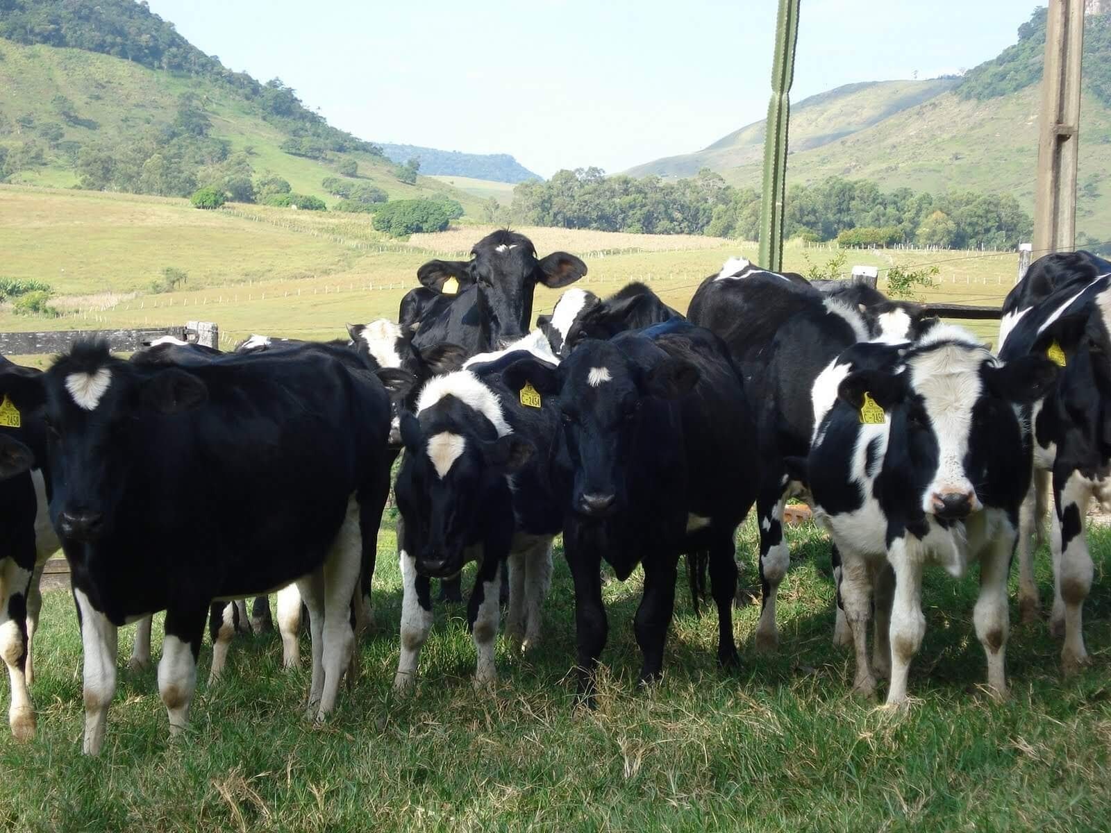 Homem tenta estuprar vaca, leva coice e morre com camisinha no pênis
