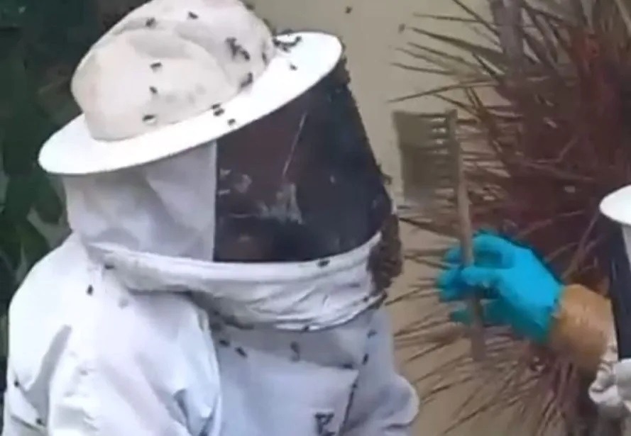 VÍDEO: Bombeiros removem enxame de abelhas em Nova Parnamirim