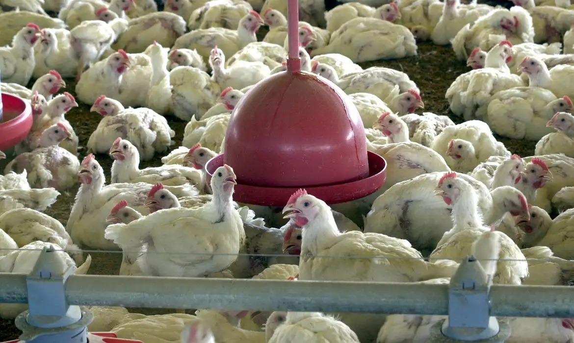 Ministério da Agricultura investiga novas suspeitas de gripe aviária