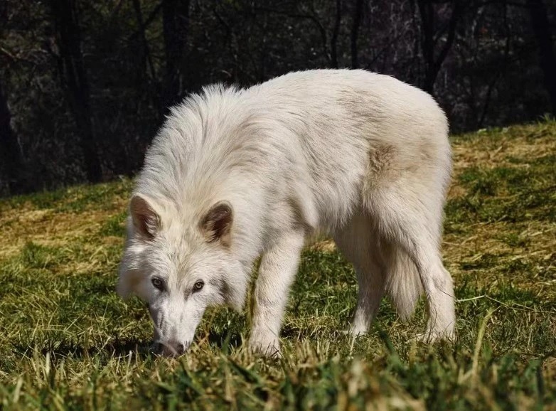 Cientista admite que ‘lobo-terrível’ recriado é, na verdade, um lobo-cinzento com alterações genéticas