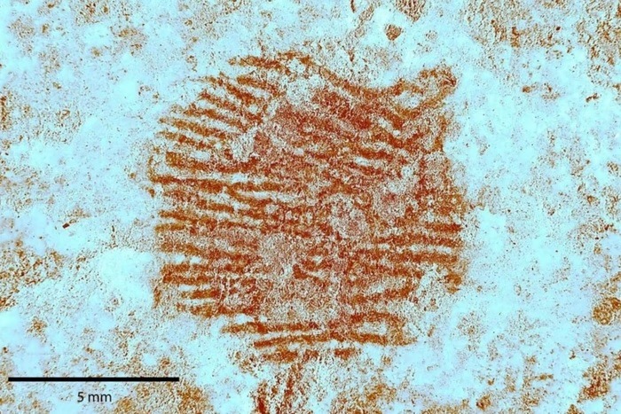 Arqueólogos descobrem impressão digital de 43 mil anos: “Ritualístico”