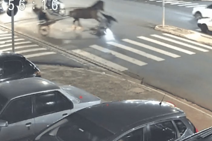 Cavalo passa em farol vermelho e atropela motociclista 