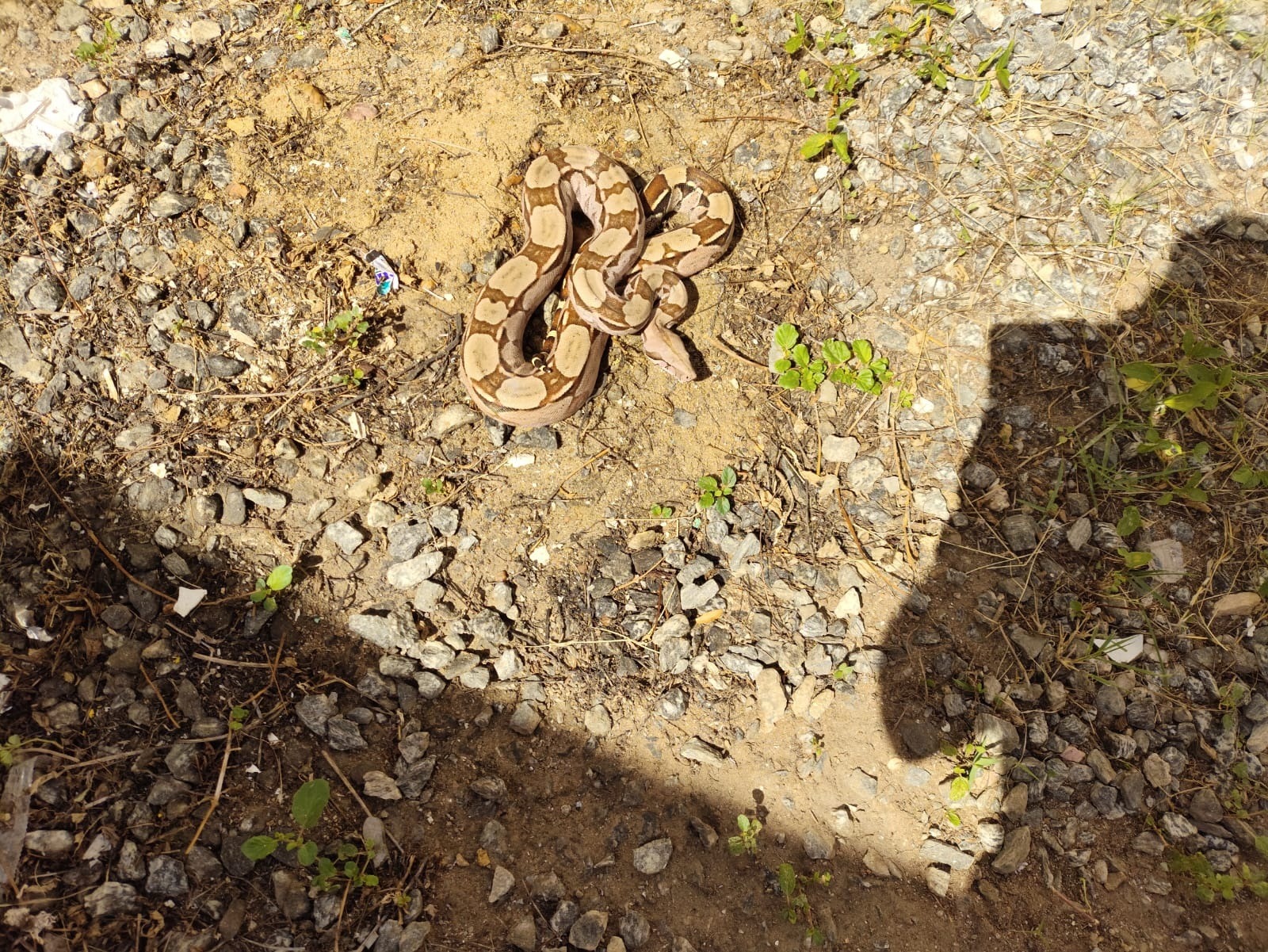 Jiboia é encontrada dentro de casa e assusta moradores no RN