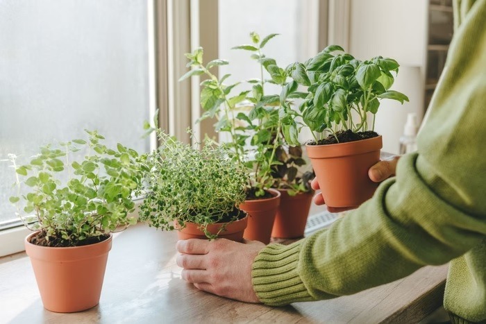 Erva que protege coração e reduz pressão pode ser cultivada na cozinha