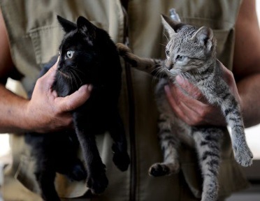 Governo sanciona lei que proíbe tatuagens e piercings em cães e gatos
