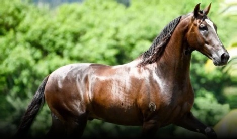 Cavalo avaliado em R$ 12 milhões teria morrido após comer ração contaminada
