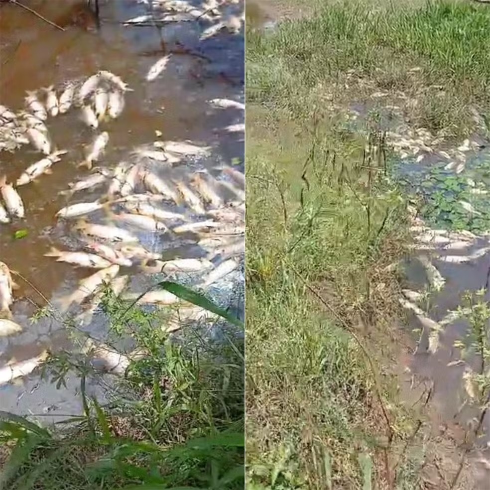 Peixes aparecem mortos perto de barragem no RN, e polícia investiga se água foi contaminada