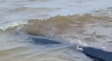 VÍDEO: Baleia encalha entre Pirangi do Sul e Pirangi do Norte, no RN
