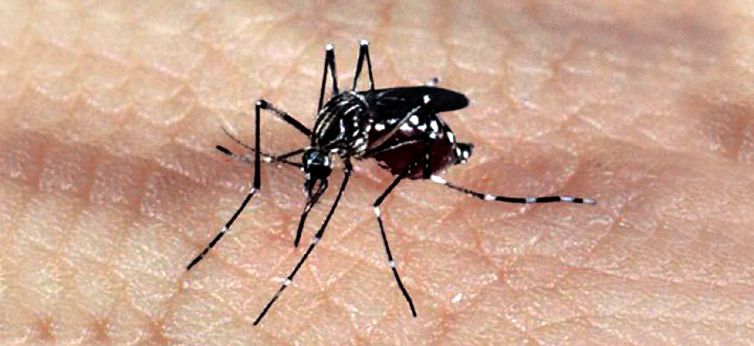 Especialistas levam ao Senado dados sobre impacto da zika em bebês