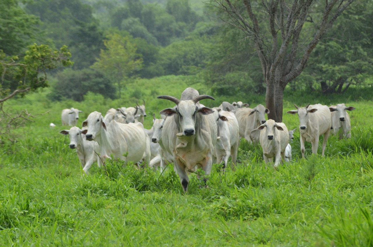 Prefeitura de São Gonçalo realiza primeira feira agropecuária do município