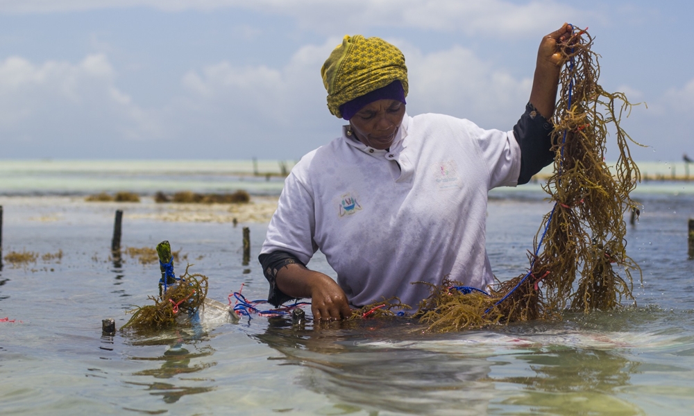 Pesquisador da UFRJ seleciona praia em Macau para cultivo experimental de algas