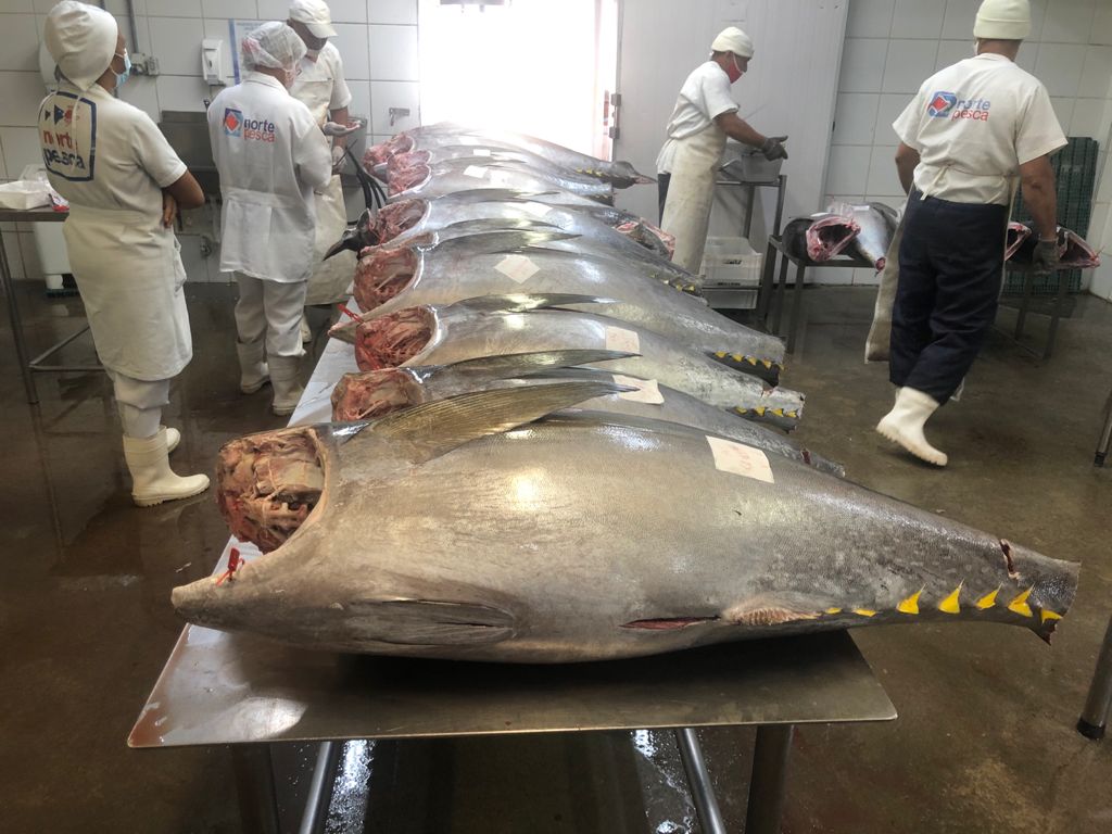 Economia: RN se consolida como maior exportador de atum do Brasil