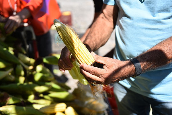 Produção agrícola deve atingir 269,3 milhões de toneladas, diz Conab