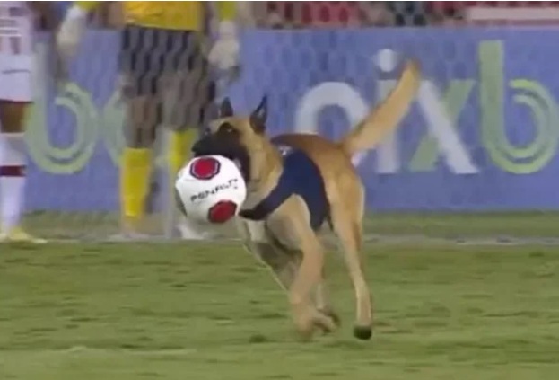 VÍDEO: Cachorro invade campo, rouba bola e paralisa partida da final de campeonato; VEJA