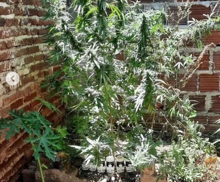 Polícia Militar apreende grande plantio de maconha no interior do RN