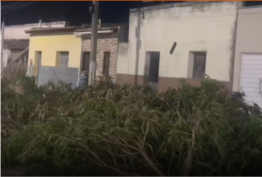 VÍDEO: Prefeitura de município do RN derruba 124 árvores para passar asfalto e causa polêmica